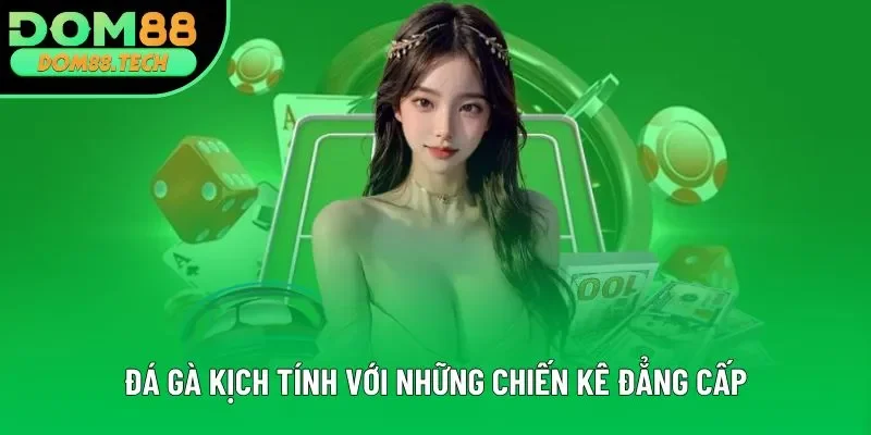 Đá gà kịch tính với những chiến kê đẳng cấp Đá gà kịch tính với những chiến kê đẳng cấp