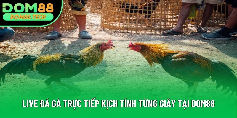 Live Đá Gà Trực Tiếp Chất Lượng, Chuyên Nghiệp Tại Dom88