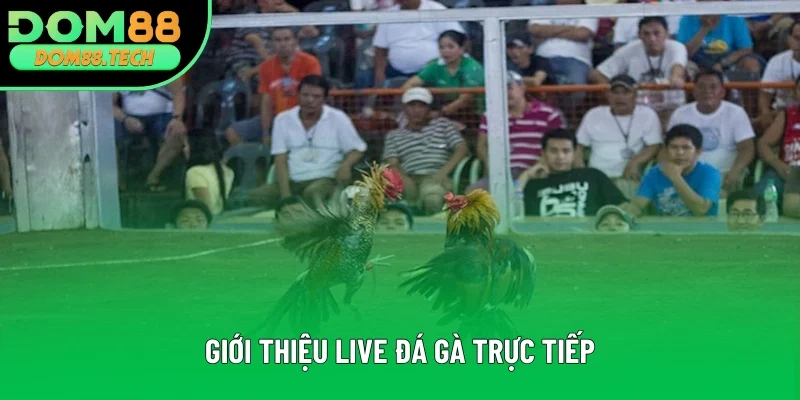 Nội dung giới thiệu live đá gà trực tiếp Nội dung giới thiệu live đá gà trực tiếp