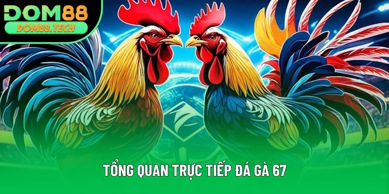 Nội dung tổng quan trực tiếp đá gà 67 Nội dung tổng quan trực tiếp đá gà 67