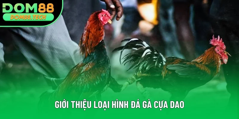 Sơ lược môn đối kháng đá gà cựa dao Sơ lược môn đối kháng đá gà cựa dao