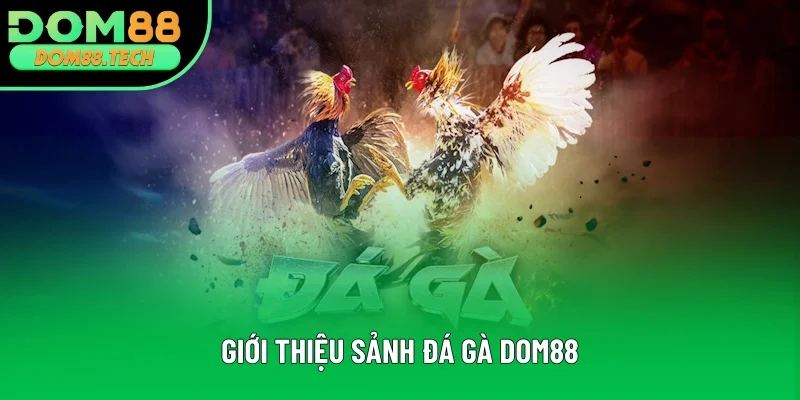Thông tin giới thiệu đá gà DOM88 Thông tin giới thiệu đá gà DOM88